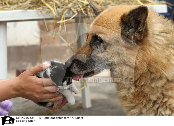 dog and kitten / KL-07521