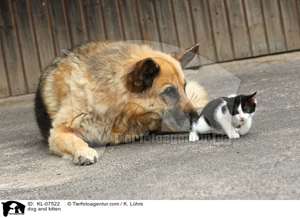 dog and kitten / KL-07522