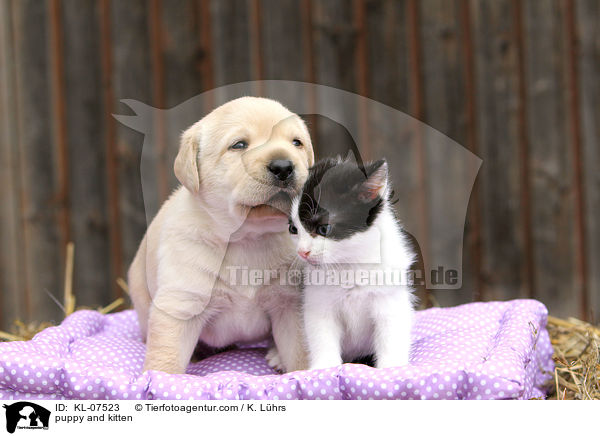 Hundewelpe und Ktzchen / puppy and kitten / KL-07523
