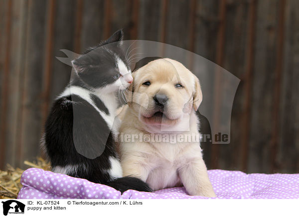 puppy and kitten / KL-07524