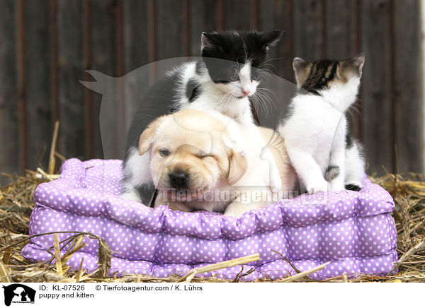 puppy and kitten / KL-07526