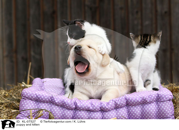 puppy and kitten / KL-07527