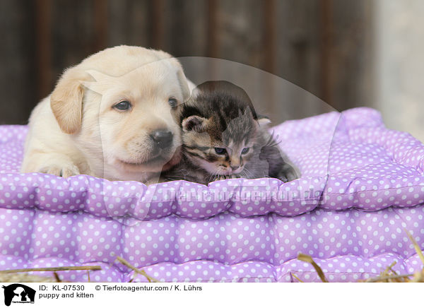 puppy and kitten / KL-07530