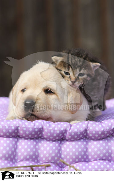 puppy and kitten / KL-07531