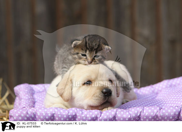 puppy and kitten / KL-07533