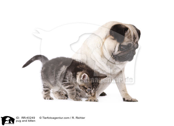 pug and kitten / RR-40249