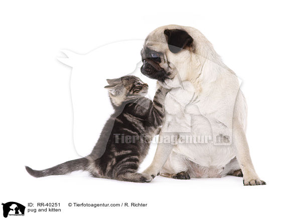 pug and kitten / RR-40251