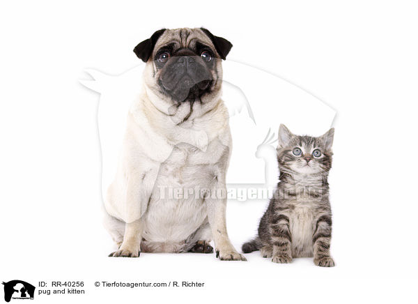 pug and kitten / RR-40256