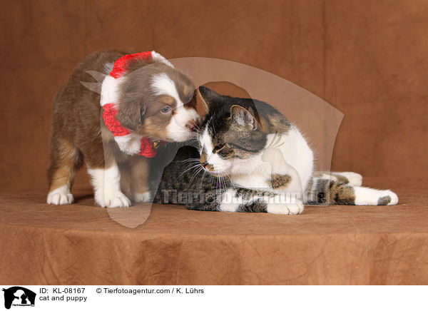 cat and puppy / KL-08167