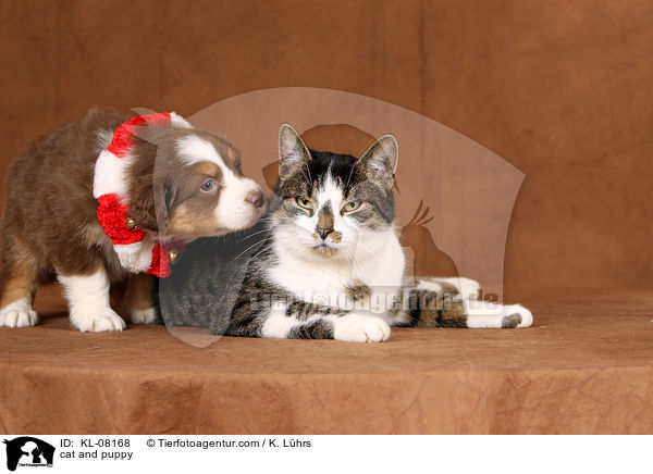 cat and puppy / KL-08168