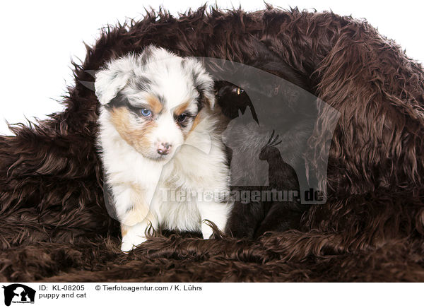 puppy and cat / KL-08205