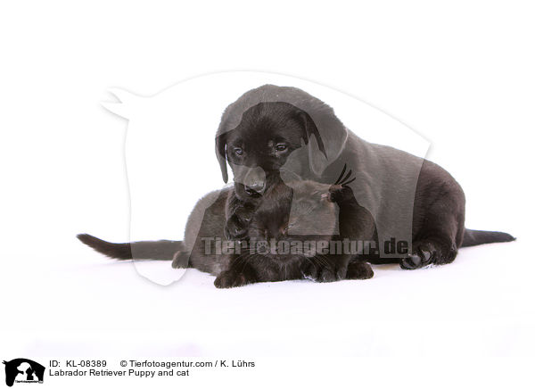Labrador Retriever Puppy and cat / KL-08389