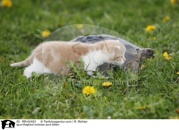 spur-thighed tortoise and kitten / RR-42463