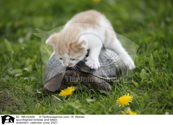 Maurische Landschildkrte und Ktzchen / RR-42466