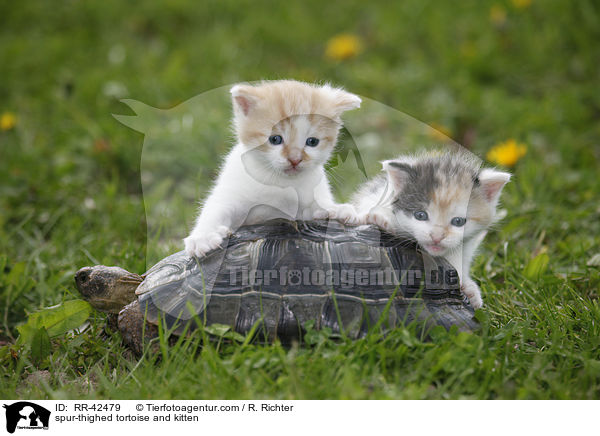 Maurische Landschildkrte und Ktzchen / spur-thighed tortoise and kitten / RR-42479