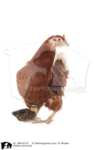 Huhn und Laufenten Kken / chicken and duck / RR-43719