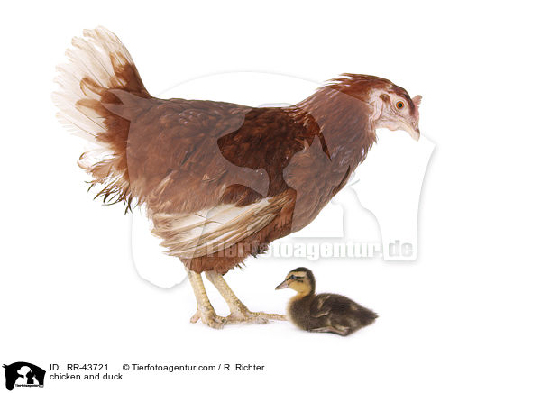 Huhn und Laufenten Kken / chicken and duck / RR-43721
