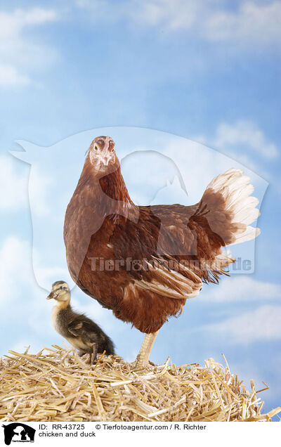 Huhn und Laufenten Kken / chicken and duck / RR-43725