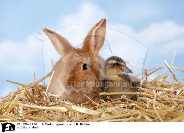 rabbit and duck / RR-43736