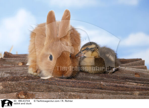 rabbit and duck / RR-43744