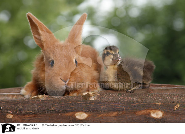 rabbit and duck / RR-43745