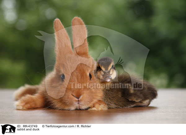 Kaninchen und Laufenten Kken / rabbit and duck / RR-43749