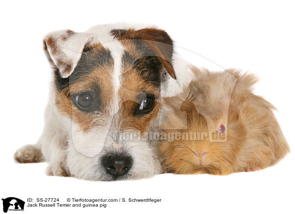Parson Russell Terrier und Meerschwein / Parson Russell Terrier and guinea pig / SS-27724