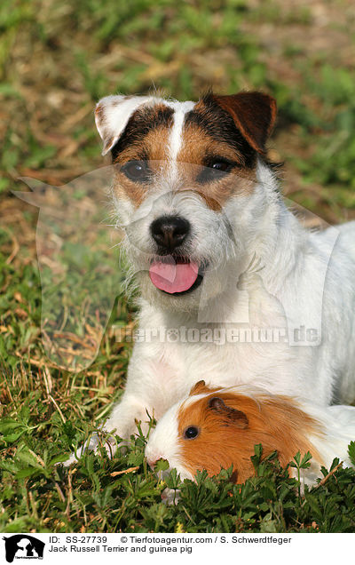 Jack Russell Terrier and guinea pig / SS-27739