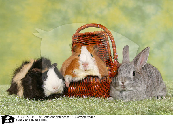 bunny and guinea pigs / SS-27911