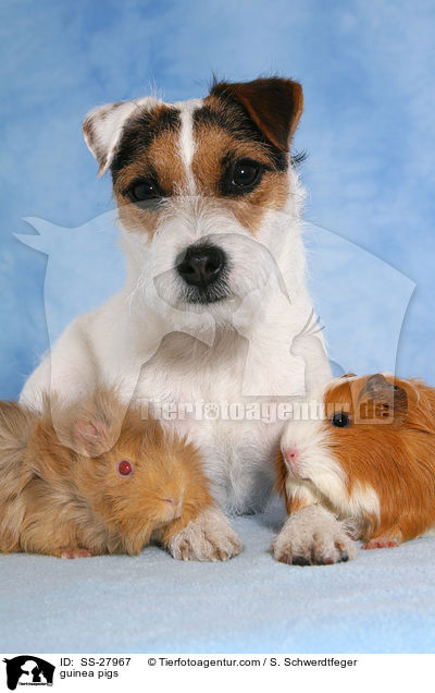 guinea pigs / SS-27967