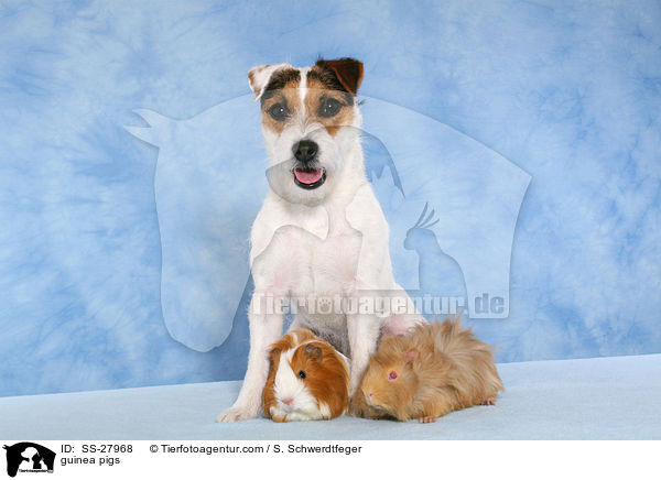 guinea pigs / SS-27968