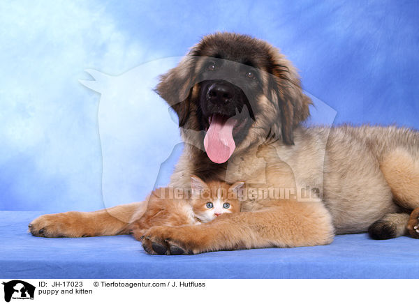 puppy and kitten / JH-17023