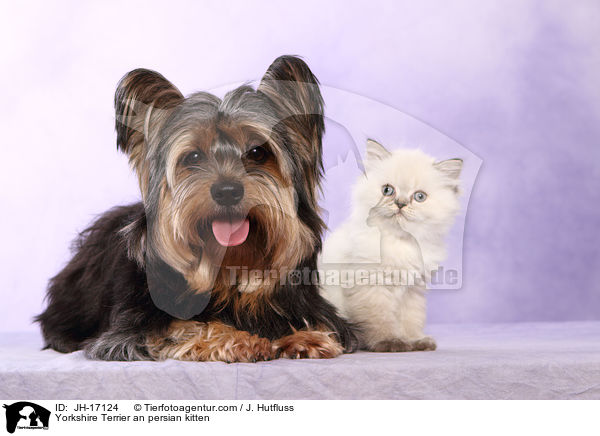 Yorkshire Terrier an persian kitten / JH-17124