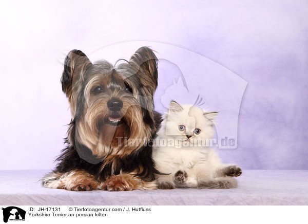 Yorkshire Terrier an persian kitten / JH-17131
