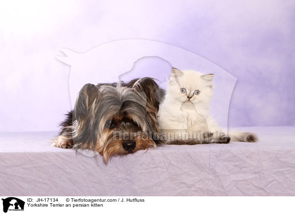 Yorkshire Terrier an persian kitten / JH-17134