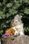 pygmy bunny and guinea pig