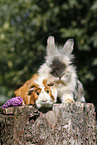 pygmy bunny and guinea pig