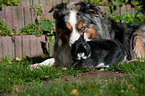 dog and rabbit