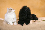 dog and cat