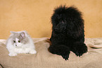 dog and cat