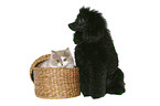 dog and cat