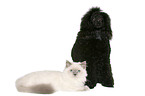 dog and cat