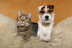 Jack Russell Terrier and cat