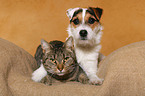 Jack Russell Terrier and cat