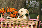 Labrador Retriever Puppy and kitten
