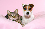 Jack Russell Terrier and cat