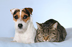 Jack Russell Terrier and cat