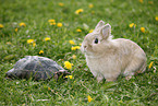 lion-headed rabbit and spur-thighed tortoise