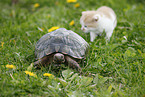 spur-thighed tortoise and kitten