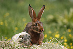 bunny and guinea pig